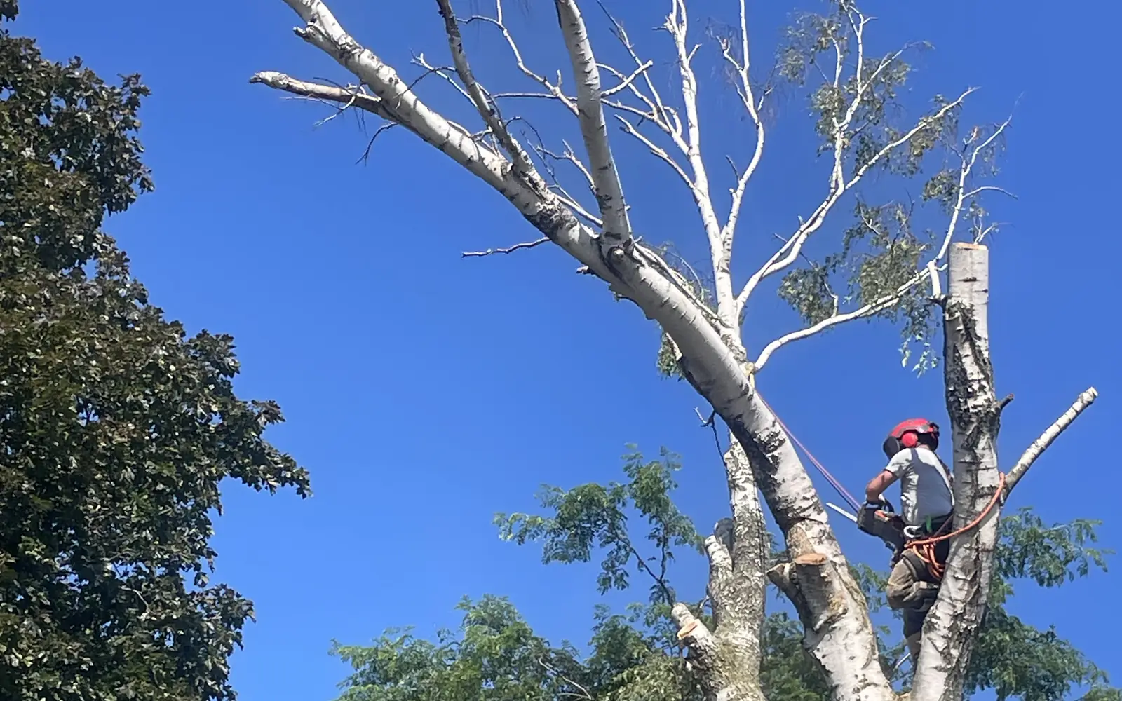Certified arborist high in a birch, cutting limbs with a chainsaw against a clear blue sky