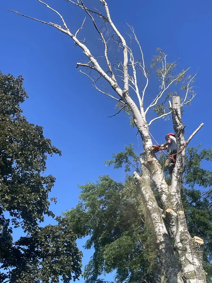 Certified arborist roped into the top of a mature birch, cutting limbs against a clear blue sky