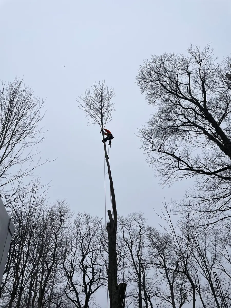 View from below of an arborist at the very top of a tall spar, surrounded by bare winter canopy