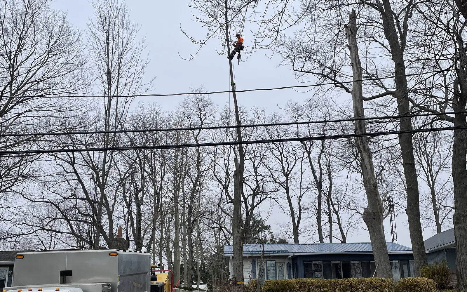 Roadside tree removal with traffic cones out, the chip truck parked and an arborist working aloft
