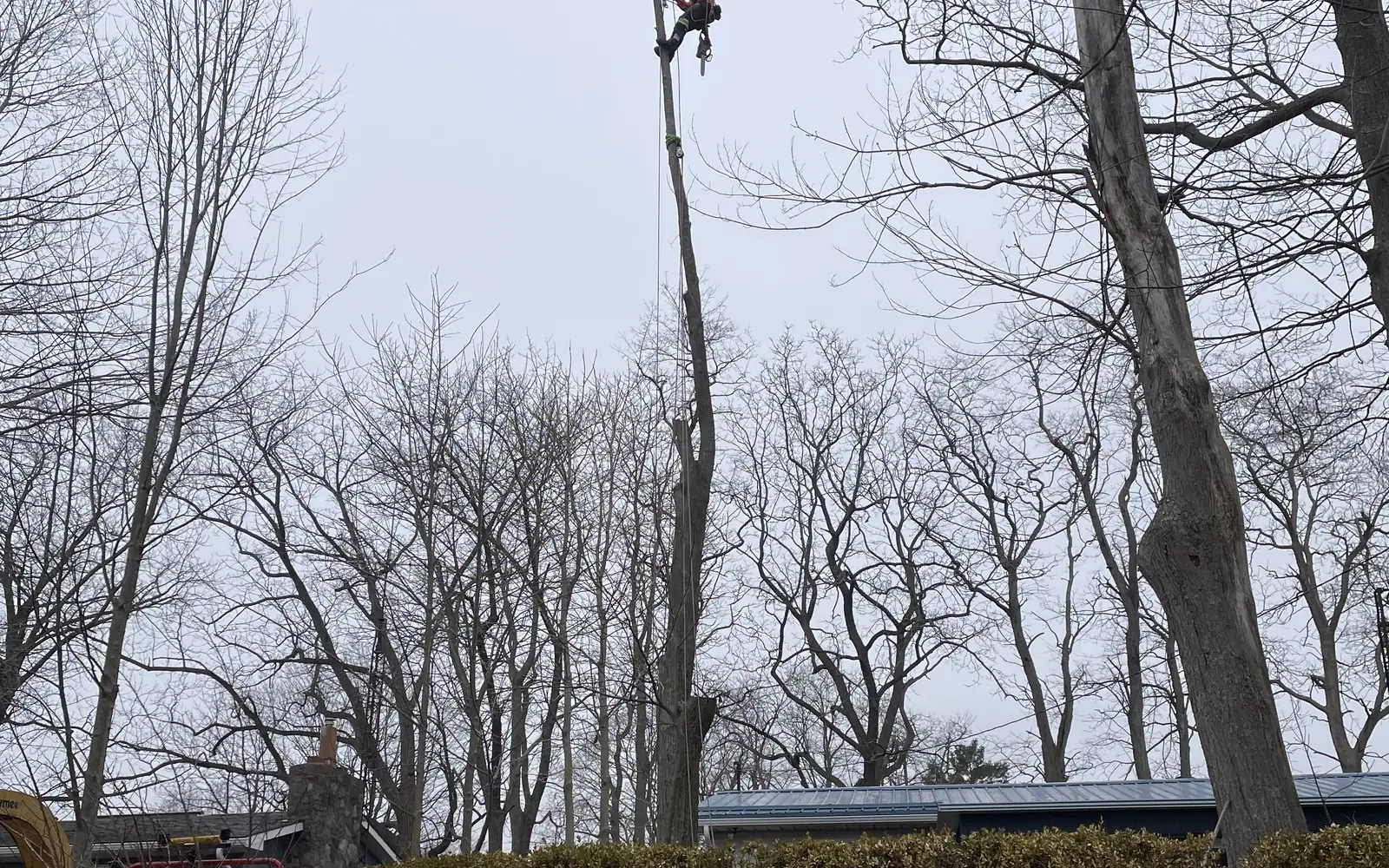 Arborist working at height on a bare spar above a hedge line, with the chipper truck below