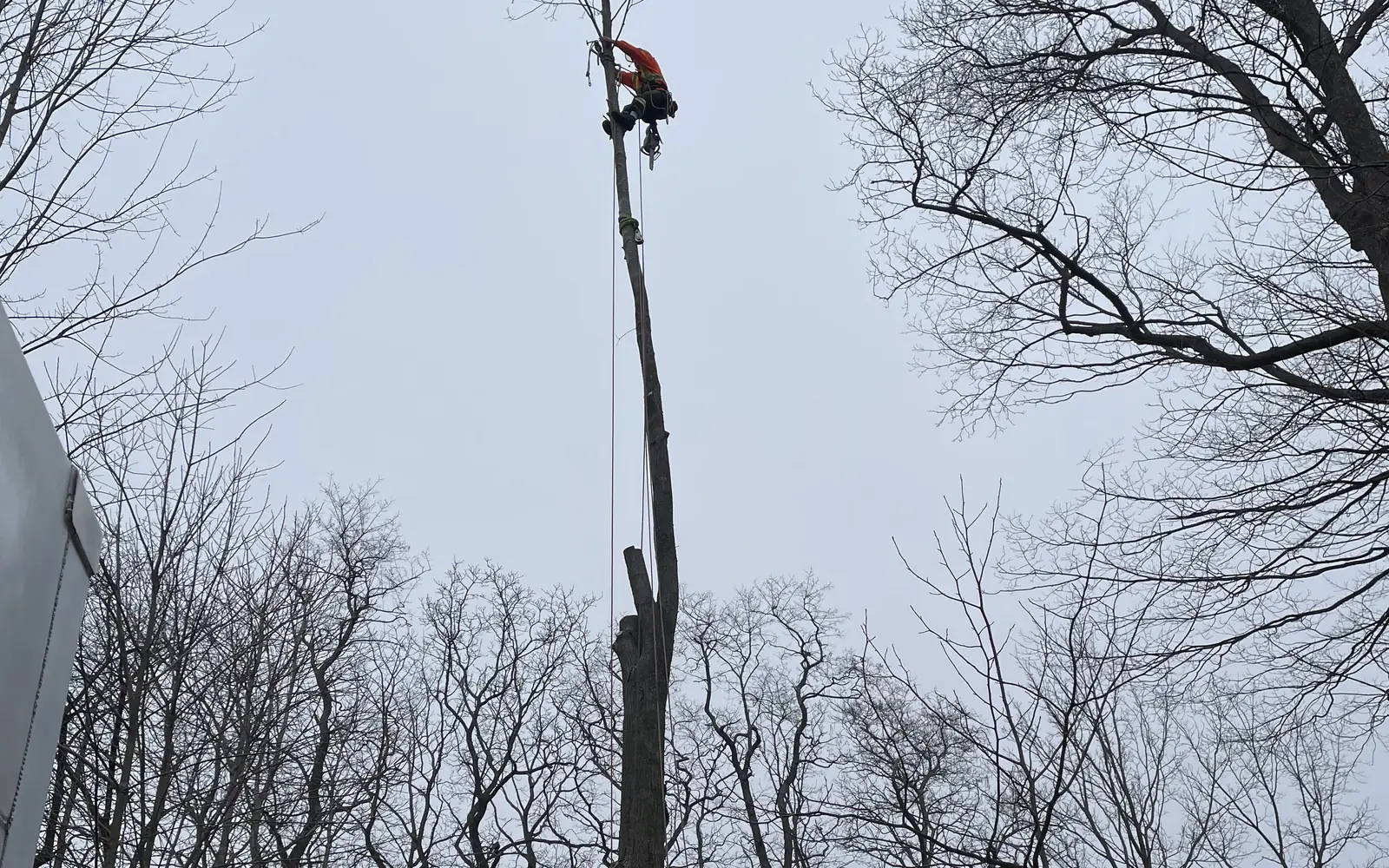 Sparks Tree Care arborist roped into a tall spar being taken down in sections beside a house